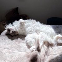 寝転がる猫