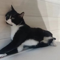 室内にいる猫