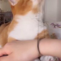 口に咥えていた髪ゴムを放す猫