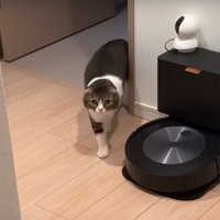 玄関に向かう猫
