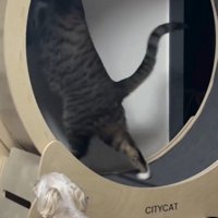 立ち上がる猫