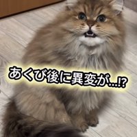 元の表情のぷんちゃん