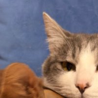 ペットベッドでくつろぐ猫