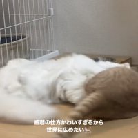 ケンカするマンチカンとミヌエット