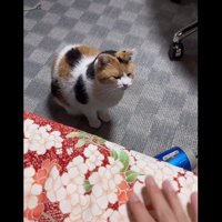 ベッド下でそっぽを向いて