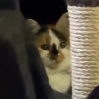 障害物の隙間から飼い主を見つめる猫