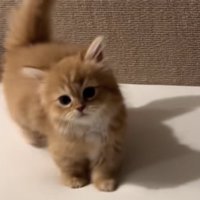 こちらを見つめる猫の写真