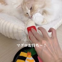 猫の前足におもちゃを乗せる人の手