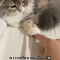 人の指を触っている猫