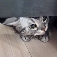 カーテンから顔を覗かせる猫