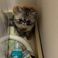 洗濯機の横でお座りしている猫