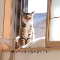 イカ耳猫