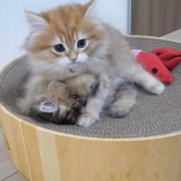 襲ってる猫