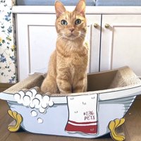 爪とぎに座る猫