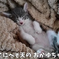 へそ天で寝る子猫