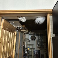 ドアの上にぶら下がっている白い物体