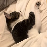 眠る猫