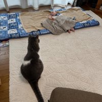 赤ちゃんを見守る猫
