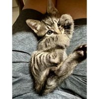 寝転がる猫