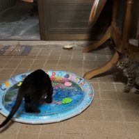 玄関でくつろぐ子猫たち