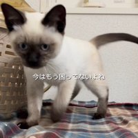 困り顔の猫