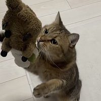 干されているぬいぐるみに手を伸ばす猫