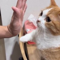 人の手に自分の手で触れている猫
