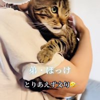 飼い主さんに抱っこされる弟ベンガル