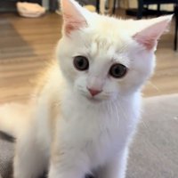 おすわりをして前を見る猫