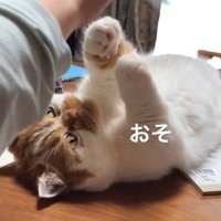 動きが遅い猫