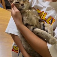 女の子の腕の中で仰向けで眠るキジトラ猫