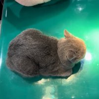診察台の上の猫