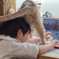 男の子と猫