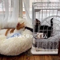 ケージの隙間から前足を出して、茶白猫の顔に前足を乗せる子猫