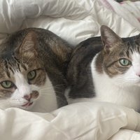 ベッドで休む猫