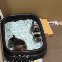 トイレにいる2匹の猫