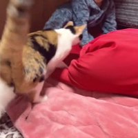 ベッドの上の男の子と猫