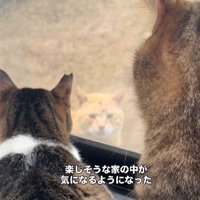 家の中の猫を見ている猫