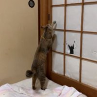 猫と障子