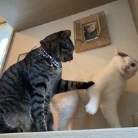 ケンカしている猫