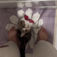 猫と人間の足