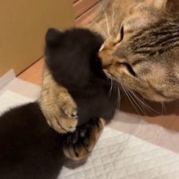 可愛がる