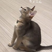 飼い主の合図でお座りをする猫