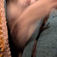 飛びつく猫