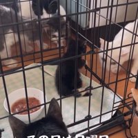 柵に前足をかける子猫