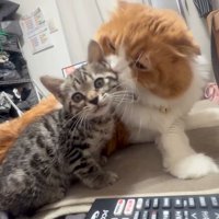 子猫の顔を毛づくろいする成猫