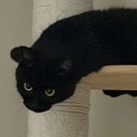 黒猫の顔のアップ