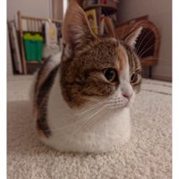 室内にいる猫