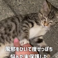 路上の猫