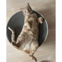 室内にいる猫